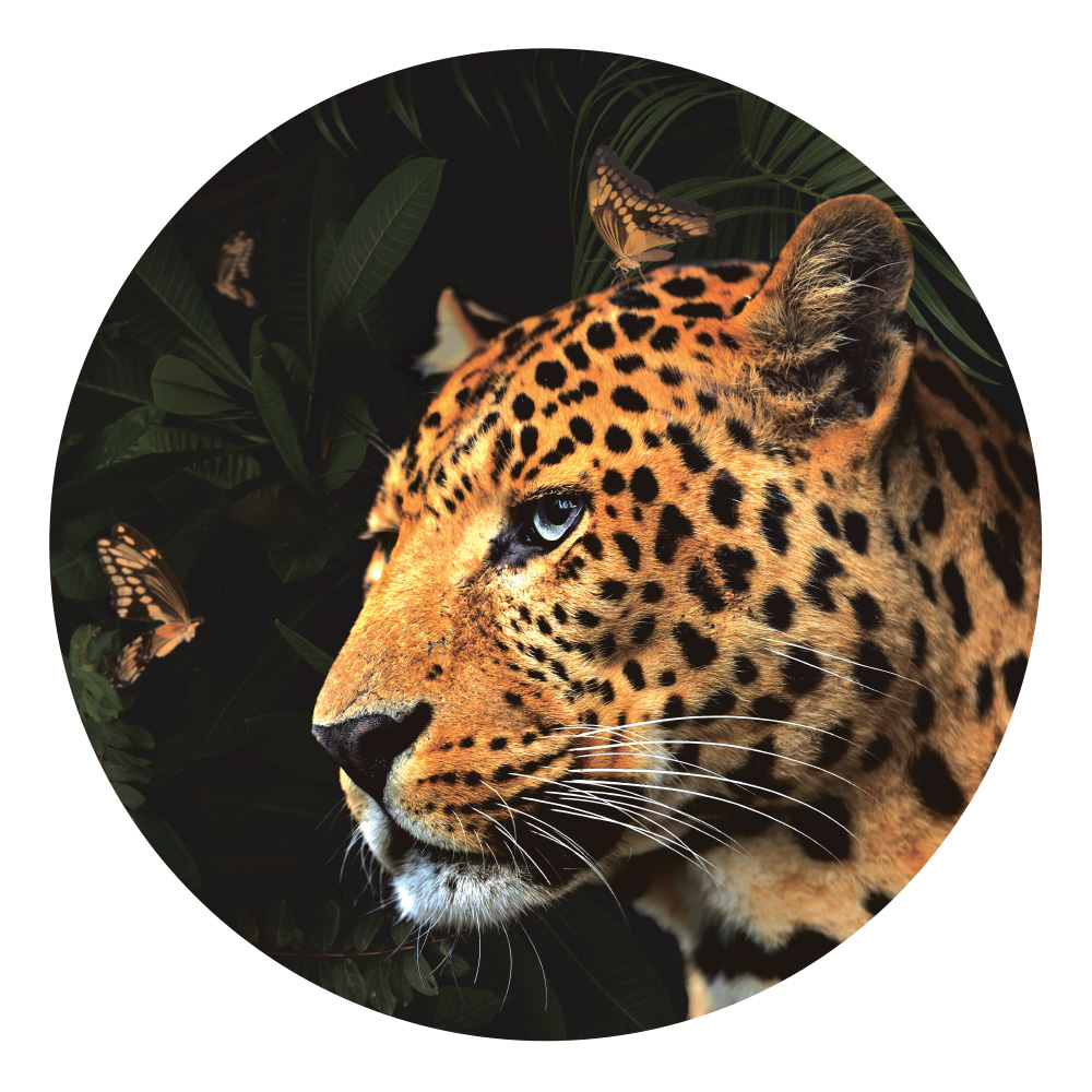 Muurcirkel Panter - Afbeelding 2