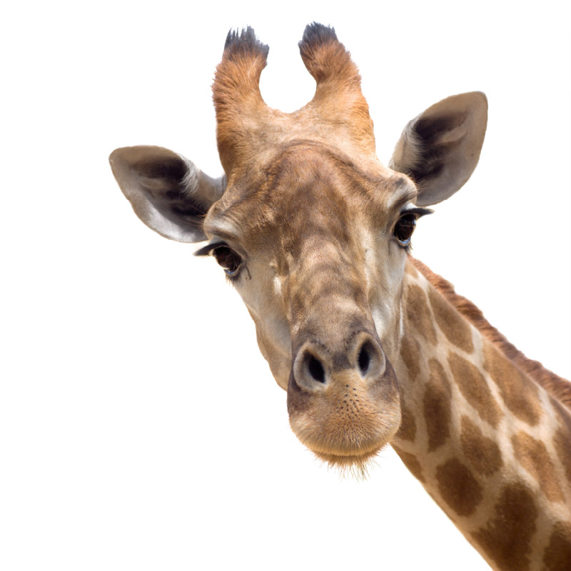 Muursticker giraffe - Afbeelding 2